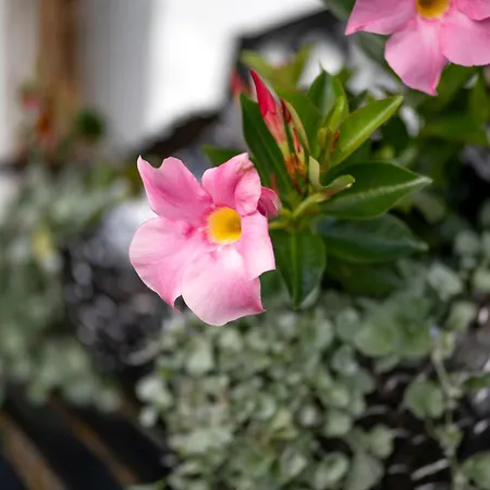 Landhaus Alpbach Διαμέρισμα